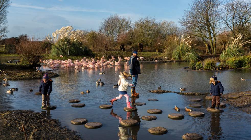 Family playing on stepping stones in front of flamingos at Slimbridge